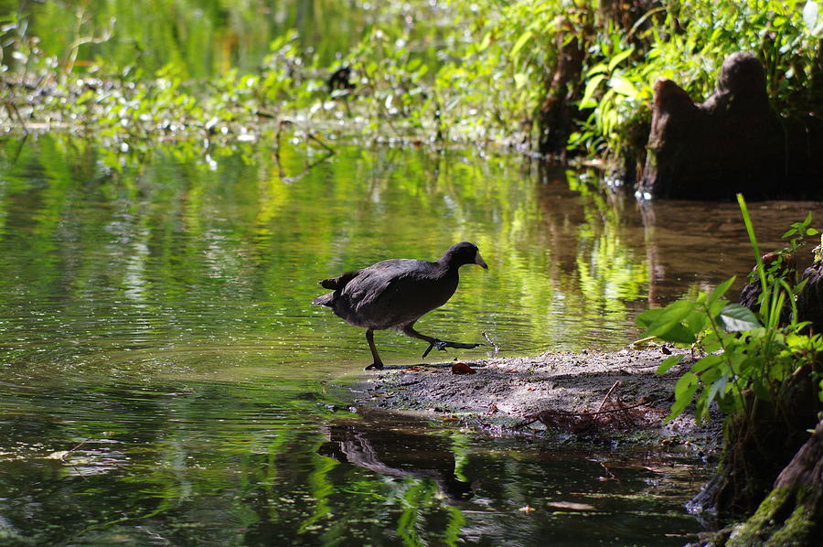 Wildlife Photograph - American Coot by Aaron Rushin