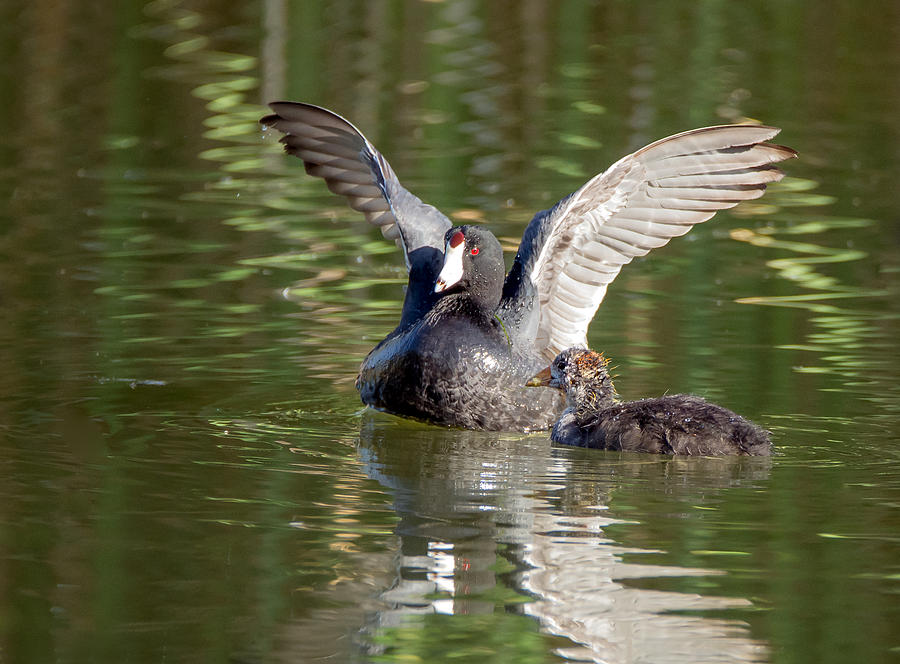 American Coot Adult and Juvenile Photograph by Tam Ryan