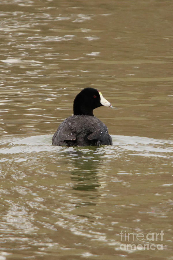 American Coot Photograph by Alyce Taylor