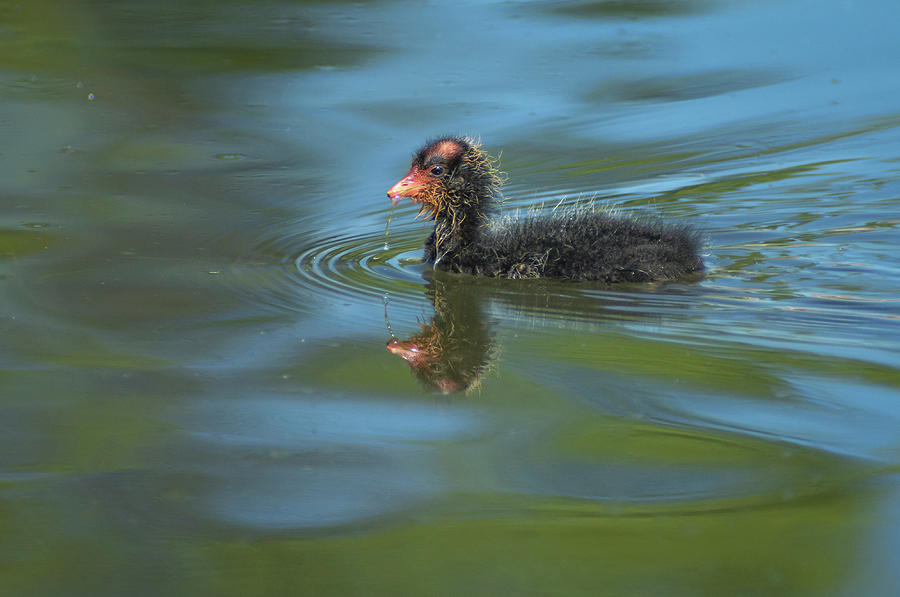 American Coot baby Photograph by Rick Mosher