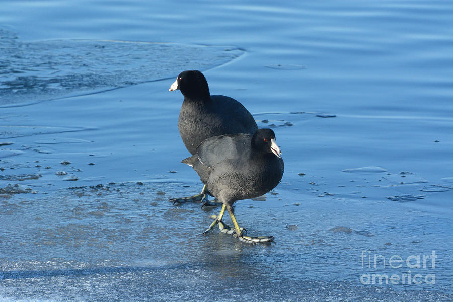 Winter Photograph - American Coot Birds or Fulica americana by Merrimon Crawford