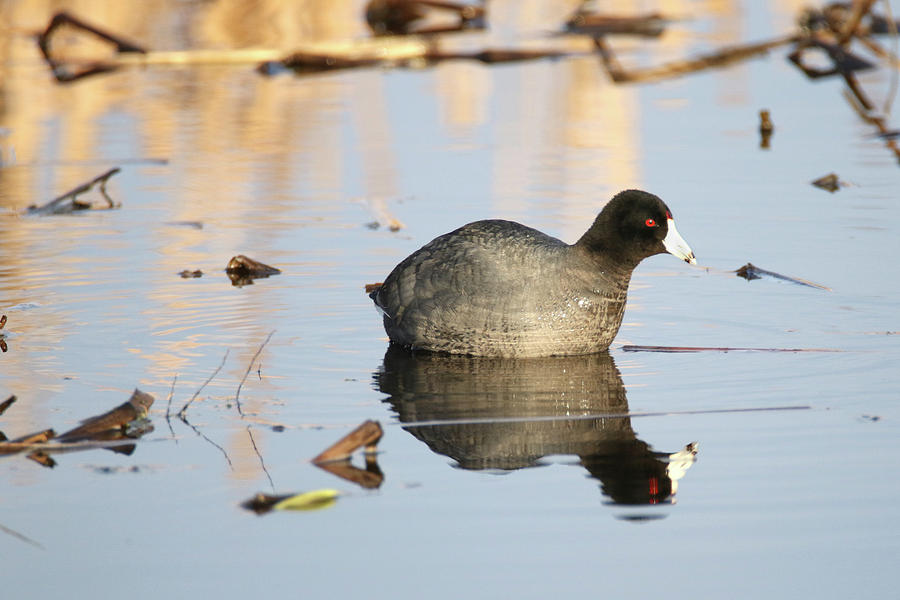 American Coot Photograph by Brook Burling