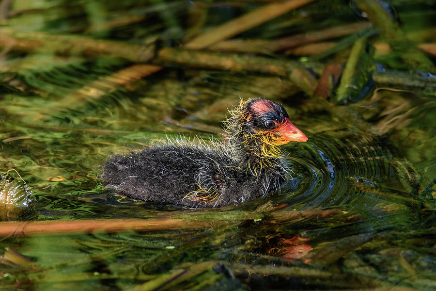 American Coot Chick Swimming Along Photograph by Debra Martz