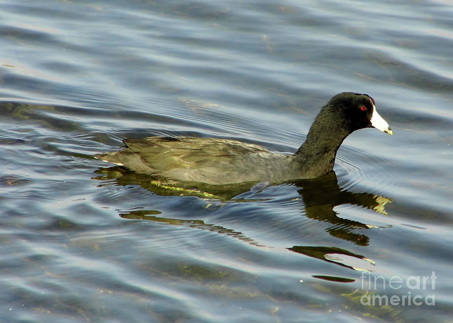 American Coot Photograph by D Hackett