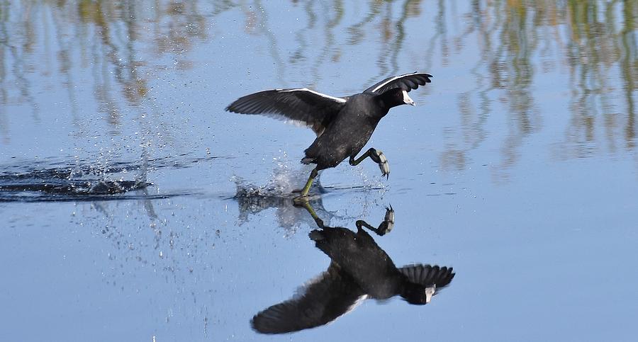 American Coot Photograph by David Campione