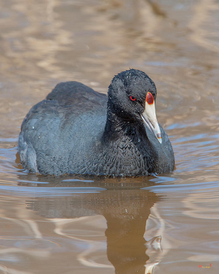 American Coot DMSB0140 Photograph by Gerry Gantt American Coot DMSB0140 Photograph by Gerry Gantt