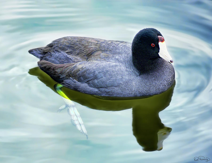 American Coot Duck Photograph by Dee Browning