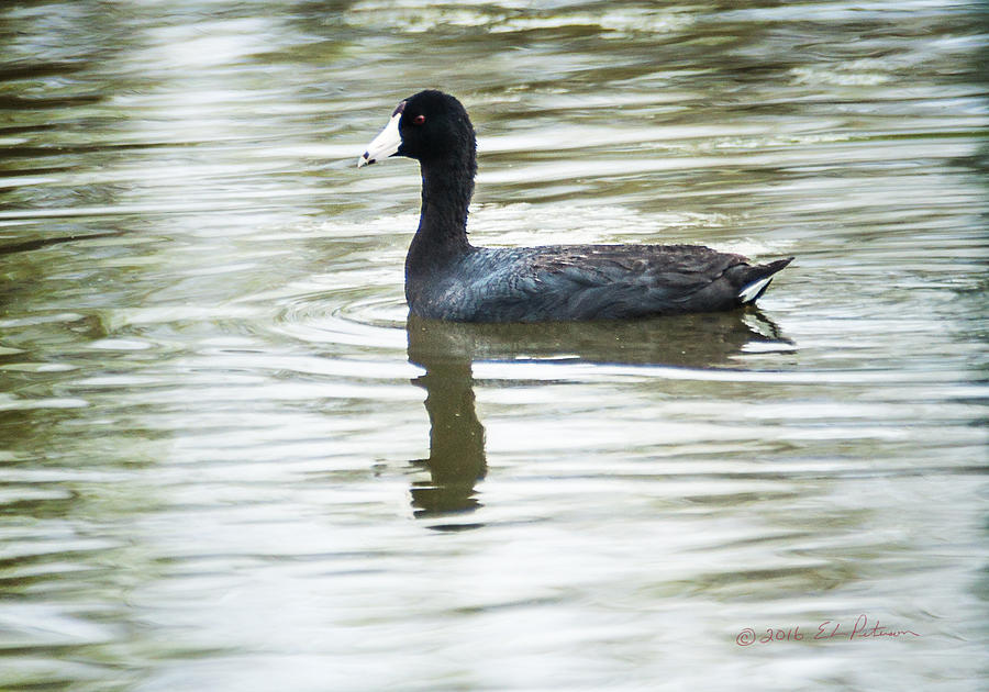 American Coot Photograph by Ed Peterson