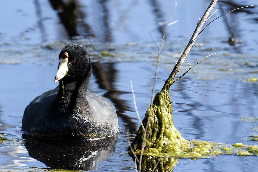 American Coot Photograph by Gary Wightman