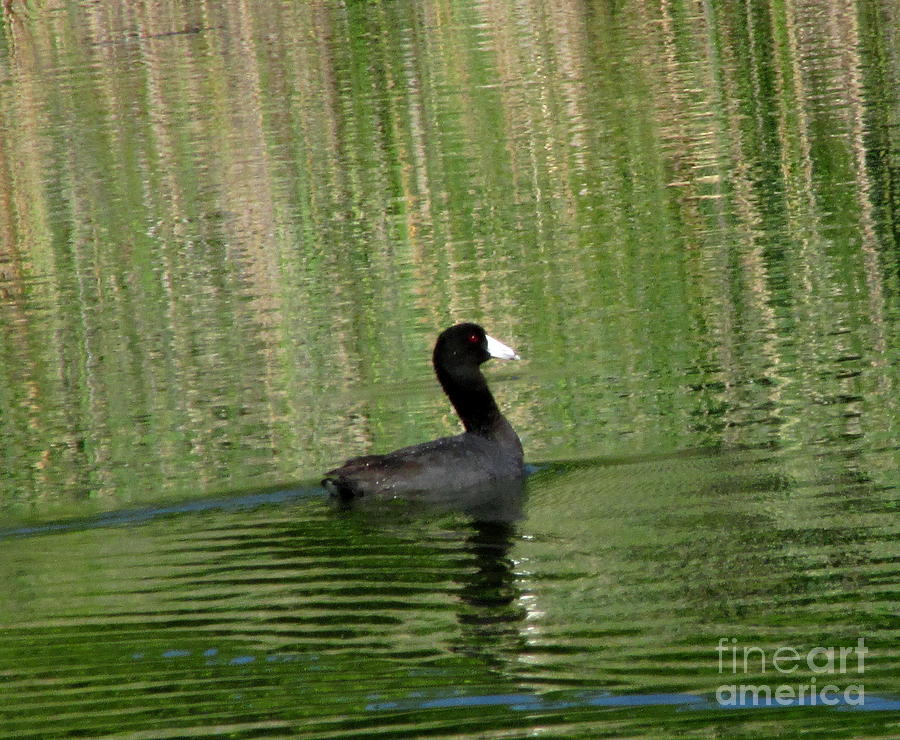 American Coot Photograph by Joshua Bales