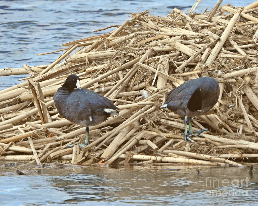 American Coot Photograph by Kathy M Krause