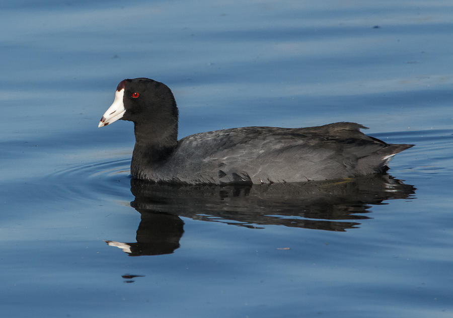 American Coot Magrath State Beach Photograph by Danny Goen - Fine Art ...