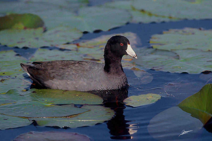 American Coot Photograph by Phil Jensen