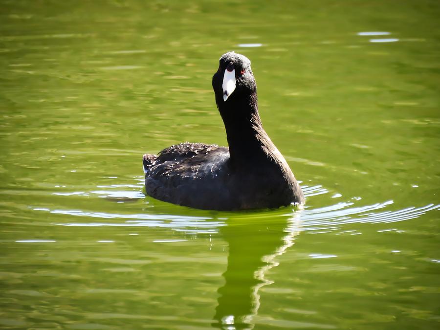 American Coot Portrait Photograph by Judy Kennedy