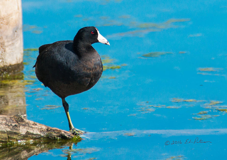 American Coot Resting Photograph by Ed Peterson