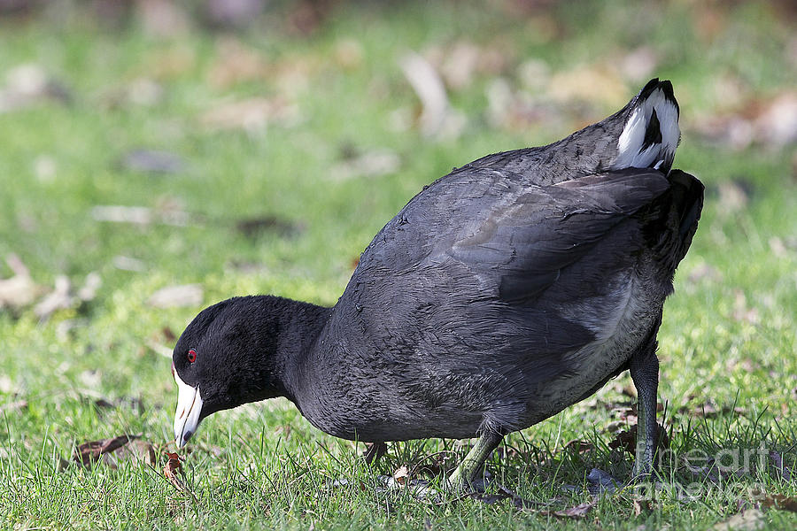 American Coot Photograph by Sharon Talson