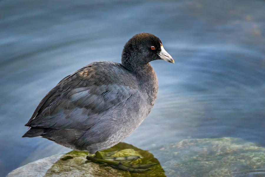 American Coot Photograph by Steven Santamour