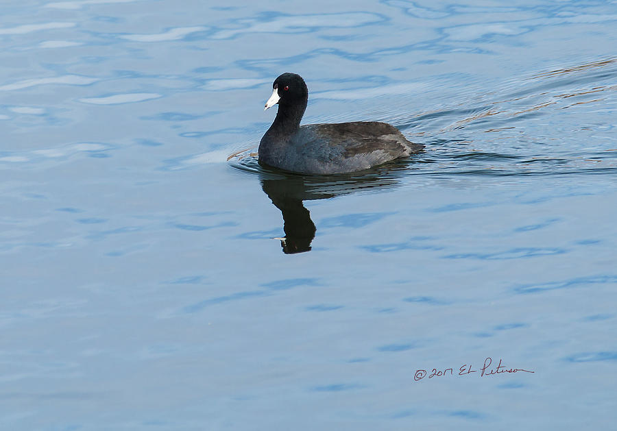 American Coot Swiming 2 Photograph by Ed Peterson