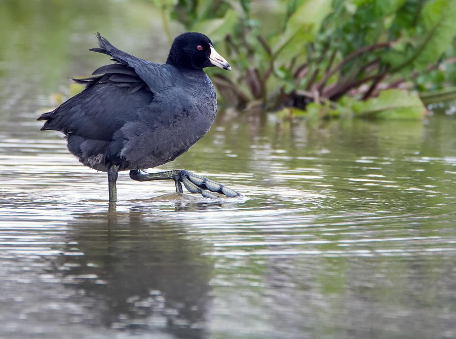 American Coot Photograph by Tam Ryan