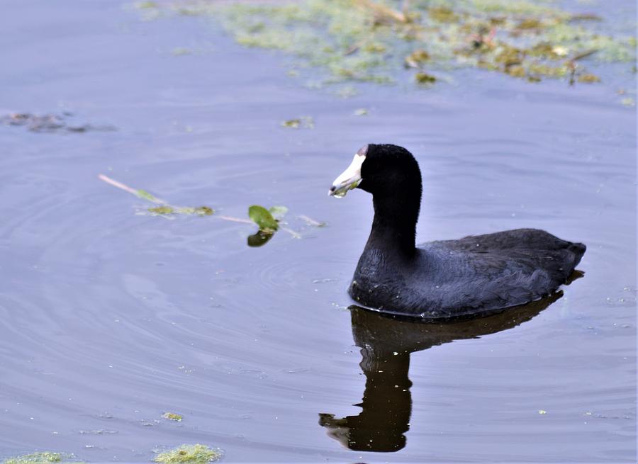 American Coot Photograph by Warren Thompson
