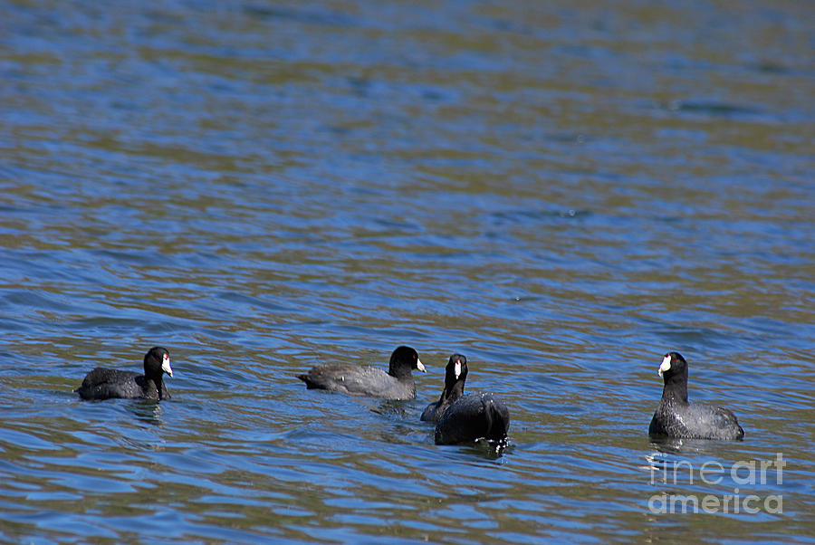 American Coots 20120405_216a Photograph by Tina Hopkins
