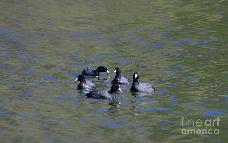 American Coots 20120405_278a Photograph by Tina Hopkins