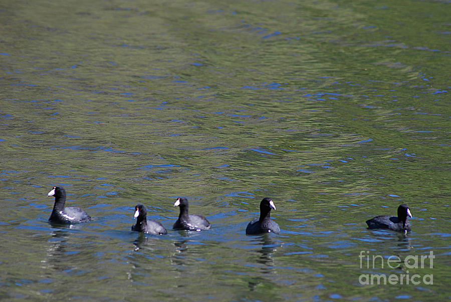 American Coots 20120405_280a Photograph by Tina Hopkins