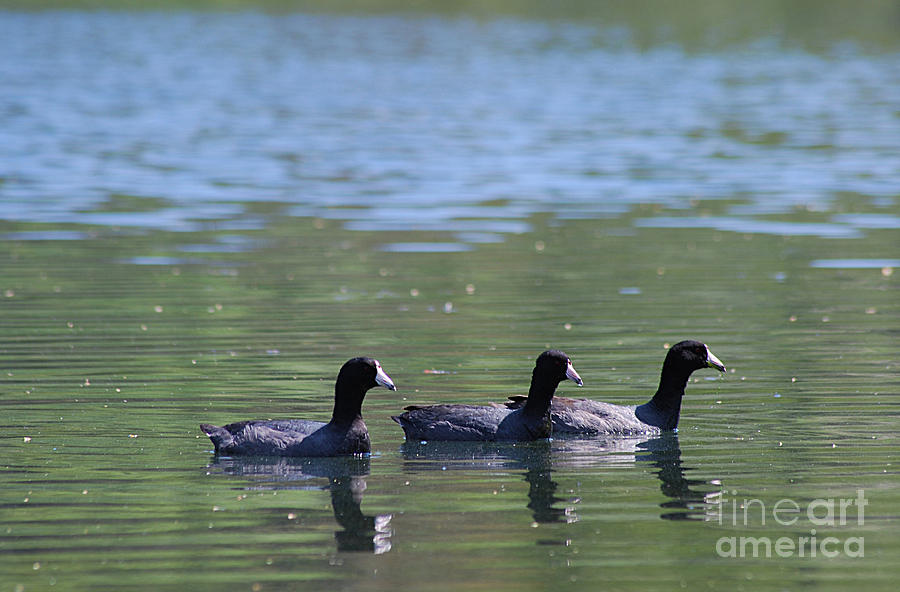American Coots 20120416_143a Photograph by Tina Hopkins