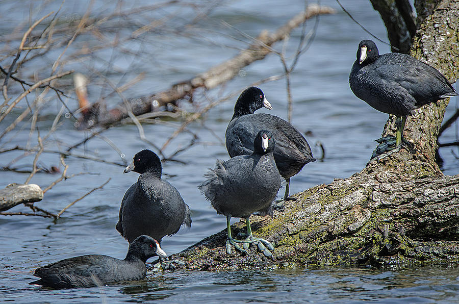 American Coots 3 Photograph by Susan McMenamin