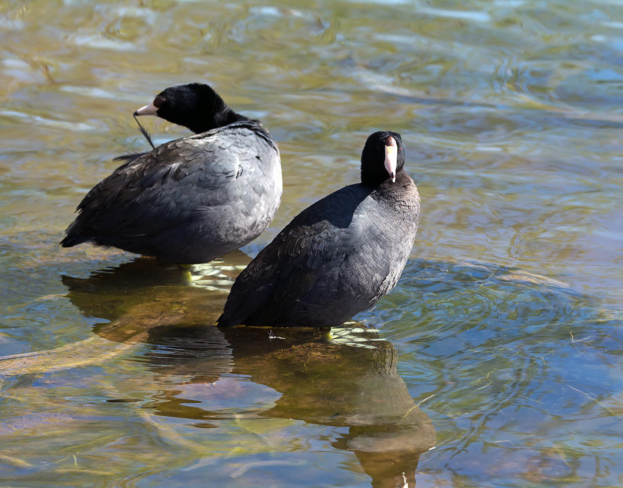 American Coots Photograph by Tam Ryan