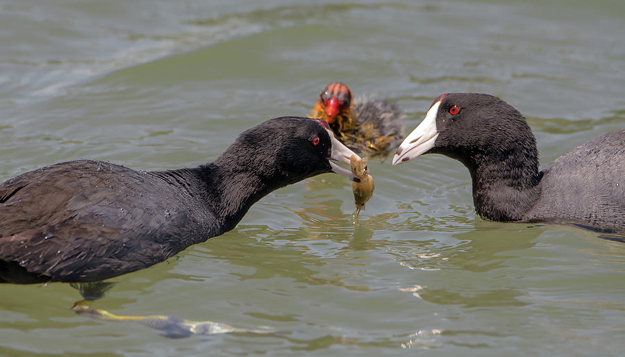 American Coots with Crawfish Photograph by Tam Ryan