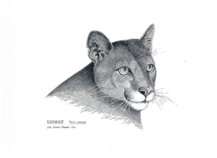 Cat Drawing - Cougar by Lee Pantas Cat Drawing - Cougar by Lee Pantas