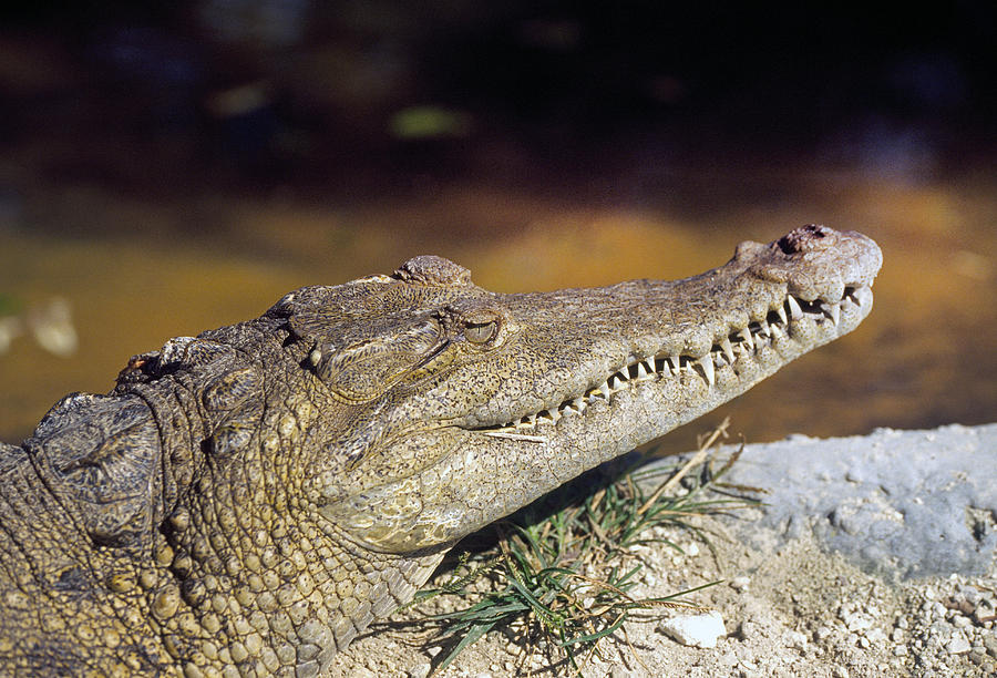 American Crocodile Photograph by Buddy Mays