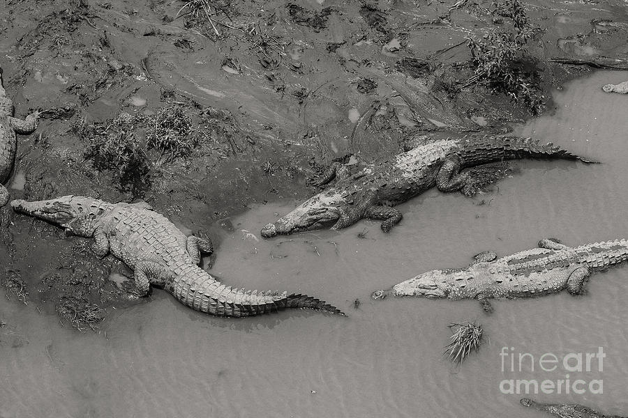 American crocodiles Photograph by Patricia Hofmeester