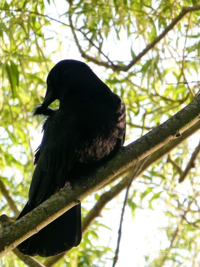 American Crow grooming Photograph by As the Dinosaur Flies Photography ...