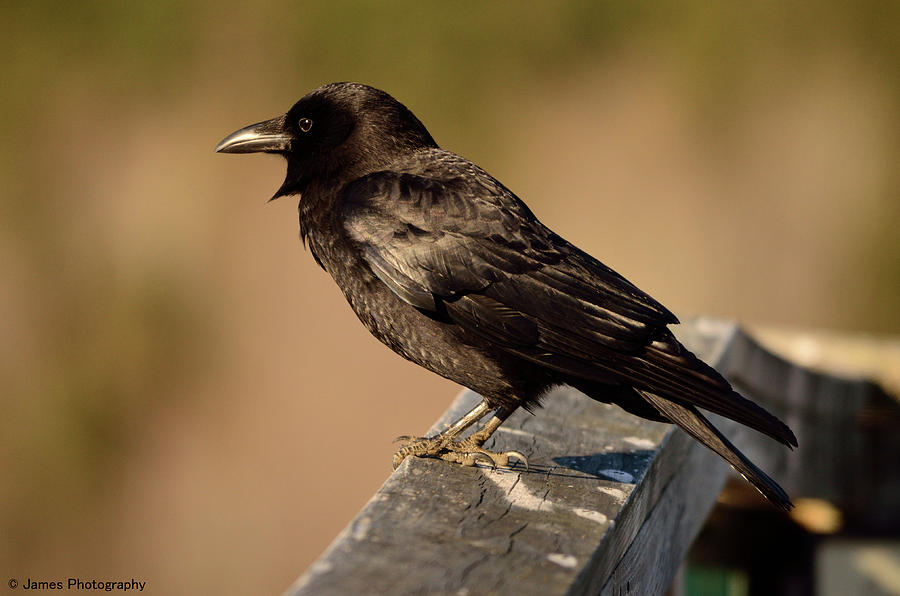 American Crow Photograph by James Petersen