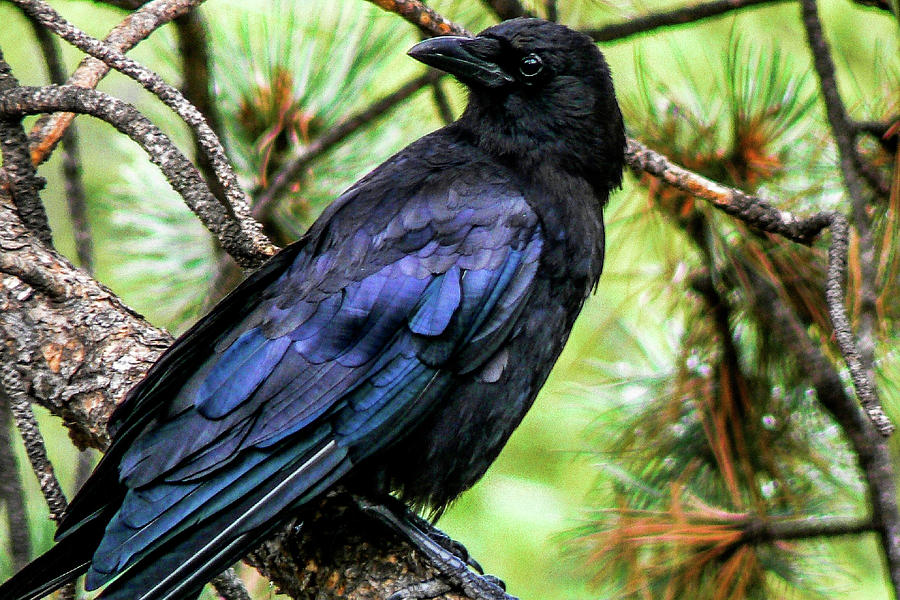 American Crow Photograph by Marilyn Burton