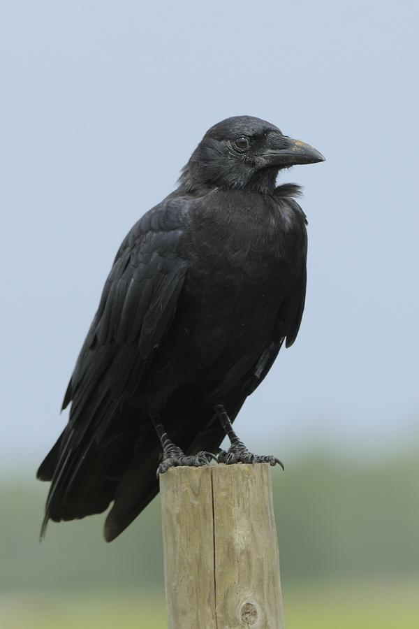 Crow Photograph - American Crow on a Post by Bradford Martin