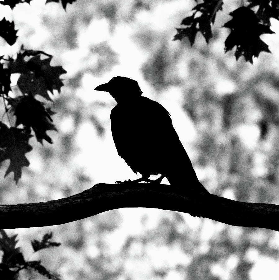 American Crow Silhouette Photograph by Ken Stampfer