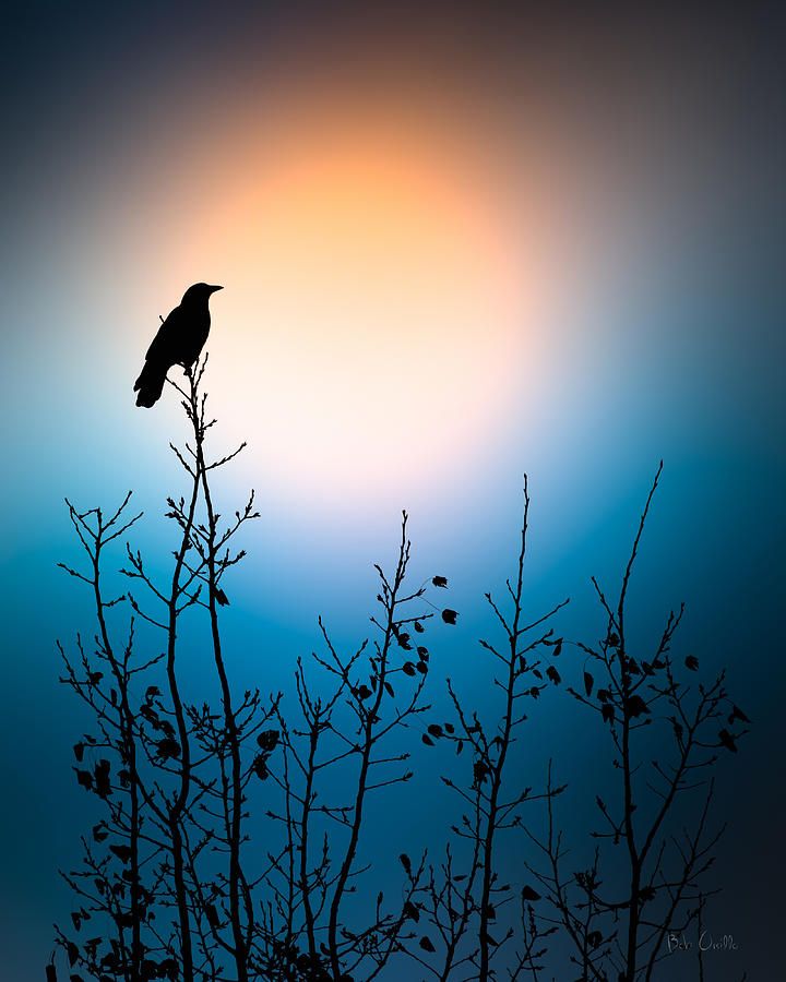 Crow Photograph - American Crow Sunrise by Bob Orsillo
