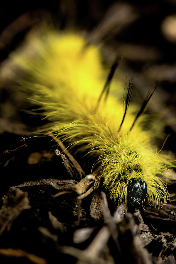 American Dagger Moth Caterpillar Photograph by Photo Studios