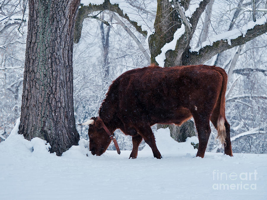 Winter Photograph - American Devon Grazes in the Snow by Rachel Morrison