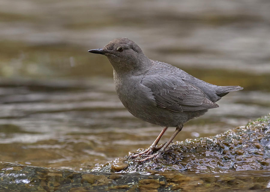 Birds Photograph - American Dipper by Doug Herr Birds Photograph - American Dipper by Doug Herr