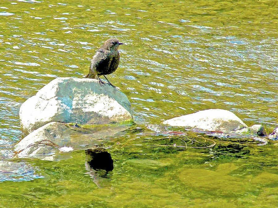 American Dipper in Canyon Creek near Winters-California Photograph by Ruth Hager