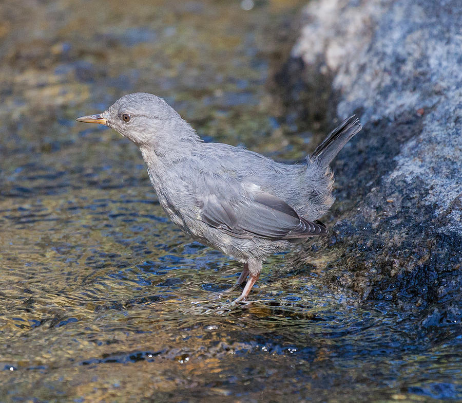 American Dipper Photograph by Melinda Fawver