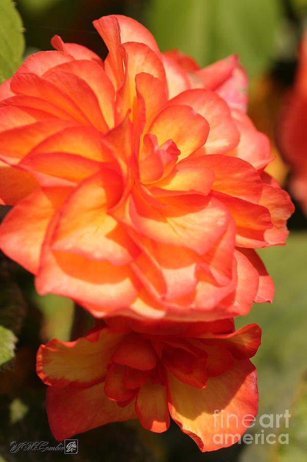 American Double Picotee Begonia named Picotee on Top Photograph by J McCombie