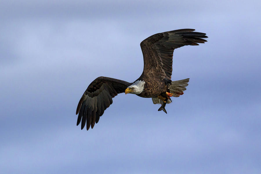 American Eagle 2 Photograph by Susan Rissi Tregoning