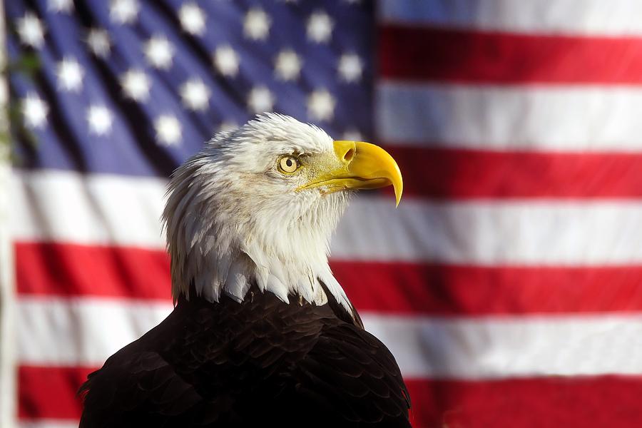 murica eagle with flag