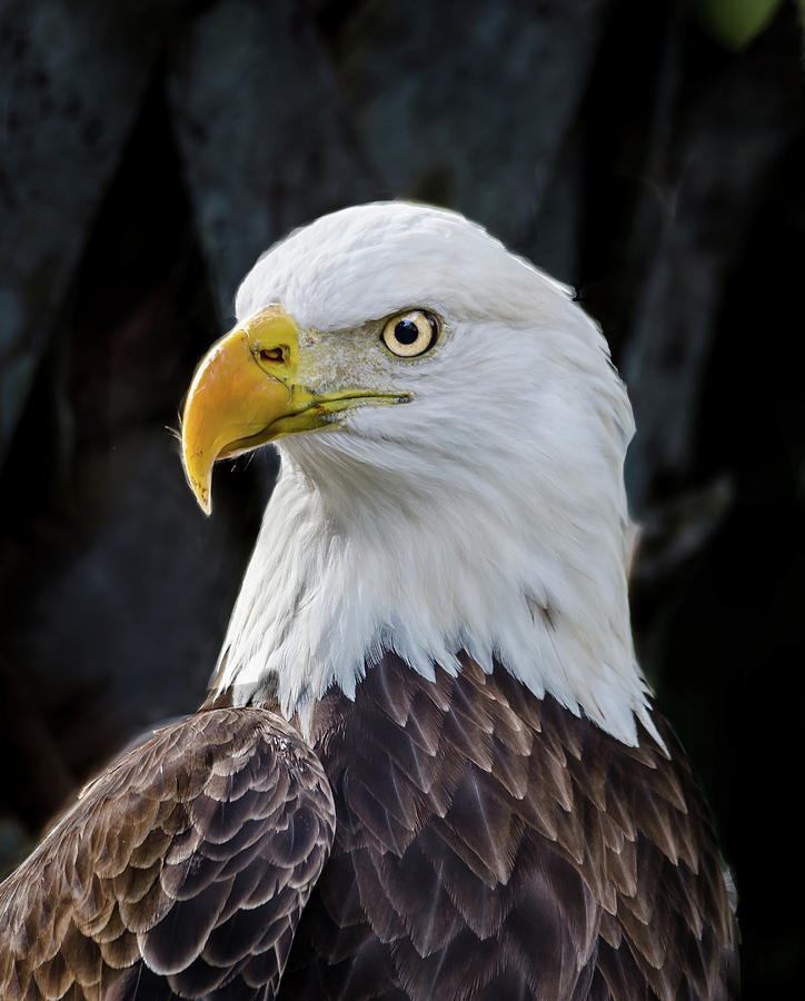American Eagle Photograph by Jaime Mercado