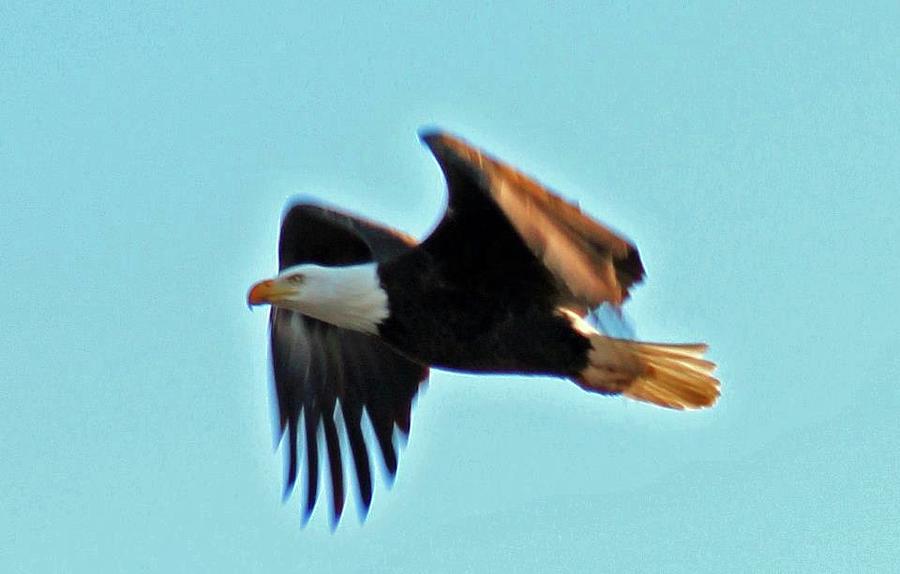 American Eagle Photograph by Dr Janine Williams